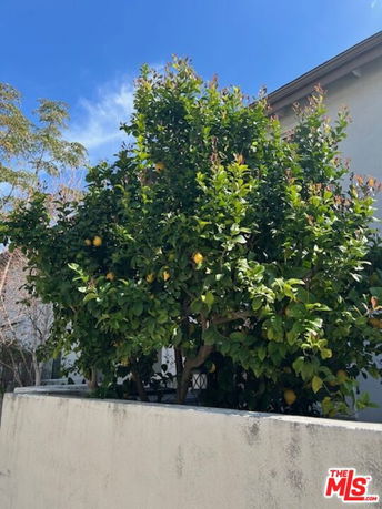 Partial view of a building with a tall lemon tree in front.