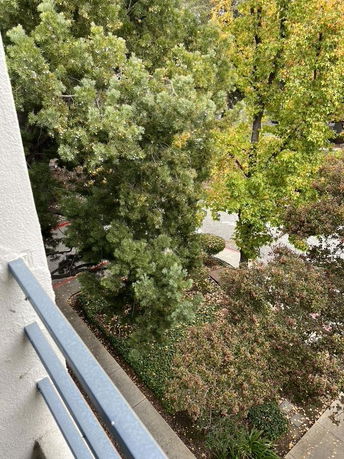 View of surrounding trees from a building.