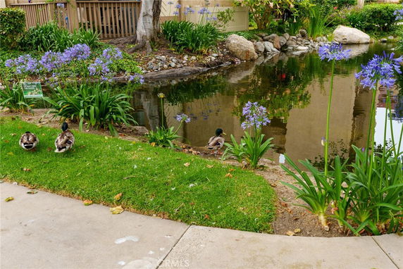 View of a pond area with ducks and surrounding greenery.