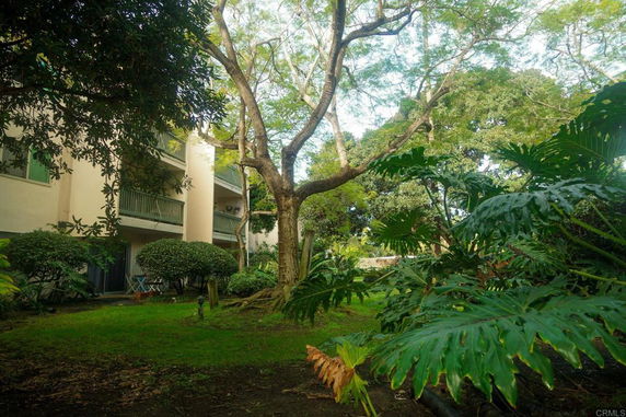 View of a building through dense vegetation and trees.