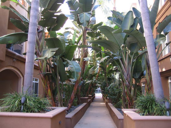 Pathway lined with tall leafy plants in an outdoor residential or apartment complex.
