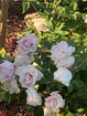 cacrmls/584280e6e3d338e83effd5a85278c106.jpg?width=131&height=105&format3=webp