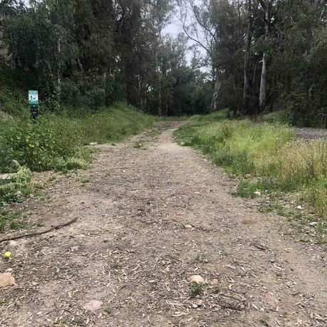 Dirt path surrounded by trees and grass