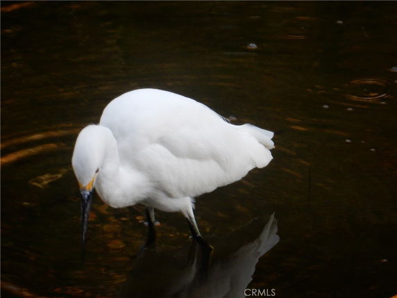 A white bird standing in water.
