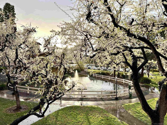 View of a landscaped area with blossoming trees surrounding a small pond and fountain.