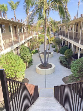 View of an outdoor courtyard with a central palm tree flanked by two-story buildings.