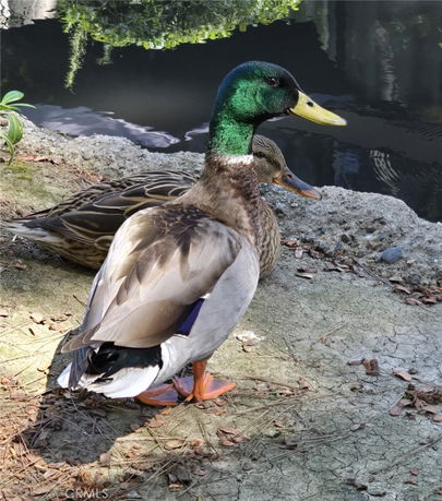 A pair of ducks standing by the edge of a body of water.