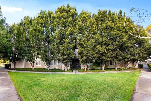 Front view of a building partially obscured by a row of tall trees.