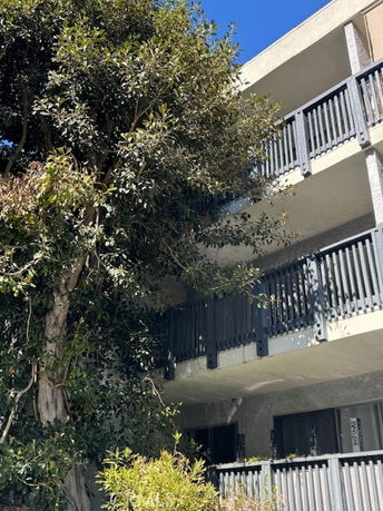 Exterior view of a multi-story building with balconies and a large tree partially obscuring the structure.