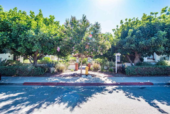 Street view with trees and shrubbery in a residential area.