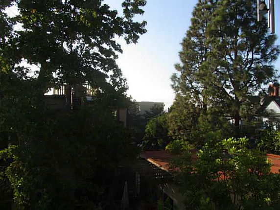 Trees and foliage obscuring view of neighborhood area.