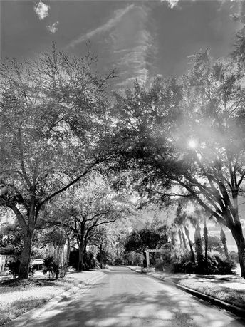 Street view with tall trees lining the road under a bright sky.