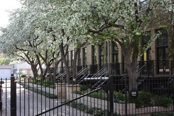 Front view of a row of townhouses with steps leading up to the entrances, surrounded by flowering trees and a gated entrance.