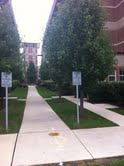 Pathway between buildings with trees on either side