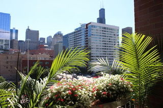 View of city skyline from a building balcony with plants and flowers.