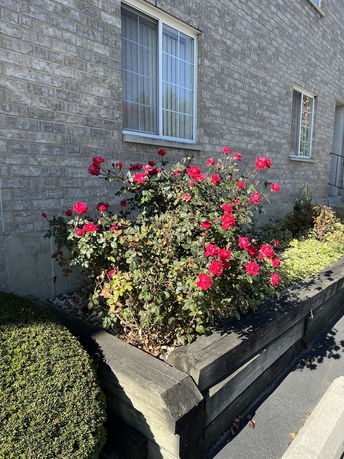 Exterior view of a building wall with windows and a flower bed featuring red roses.