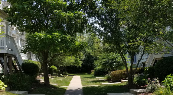 Pathway surrounded by trees and buildings.