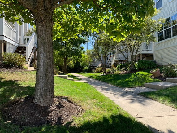 Sidewalk view through a residential area with trees and multi-story buildings.