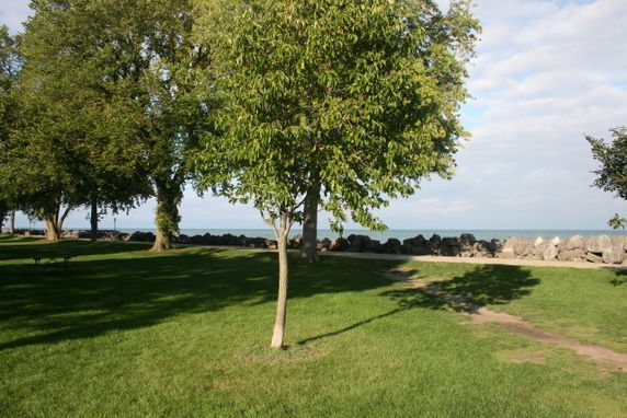 Park area with trees and a view of the shoreline.