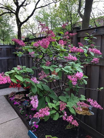 A garden area with a flowering plant having pink blossoms next to a wooden fence.