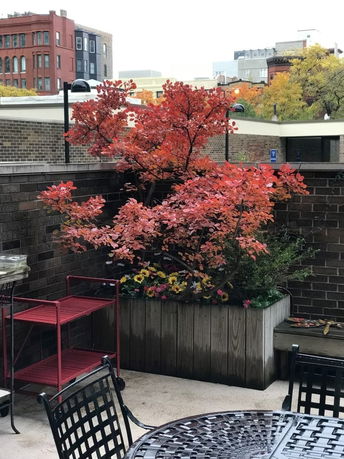 Rooftop with seating area and planter containing autumn foliage.
