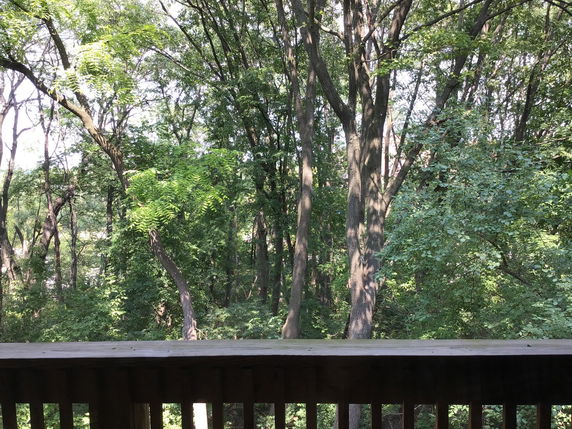 View of a forested area with numerous trees from a balcony or deck.