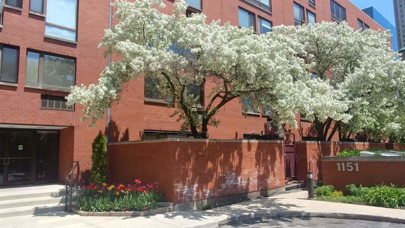 Front view of a red-brick multi-story building with blooming trees in front.