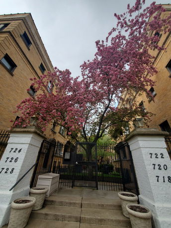 Front view of an apartment building with a gated entrance and blooming pink tree.
