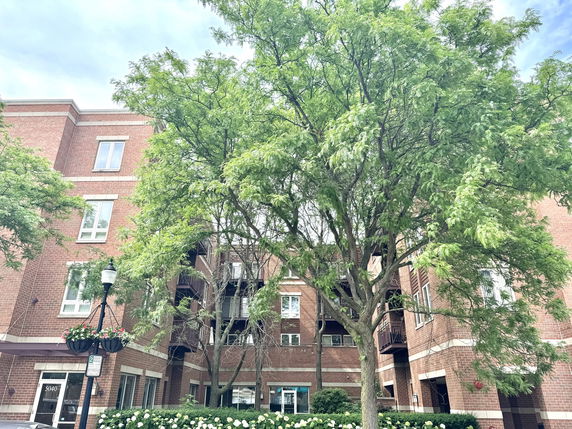 Front view of a mid-rise brick apartment building with large trees in the foreground.