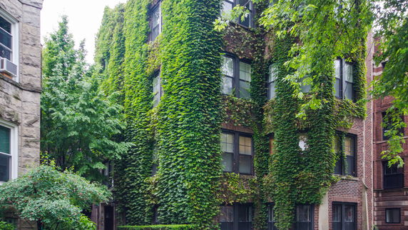 Front view of a multi-story building covered with ivy.