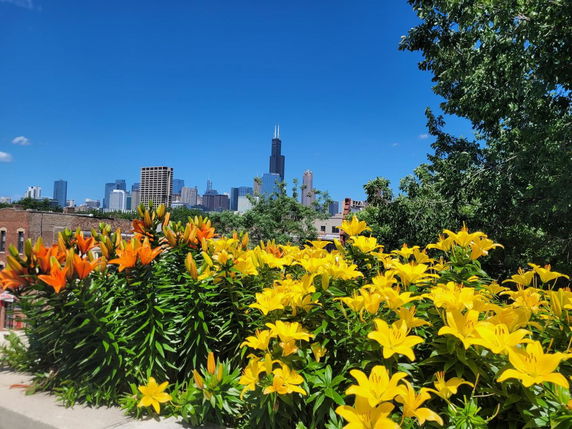 Panoramic view featuring a city's skyline in the background with colorful flowers and trees in the foreground.