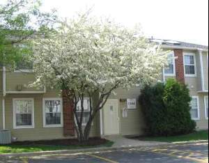 Front view of a two-story residential building with a tree in front.