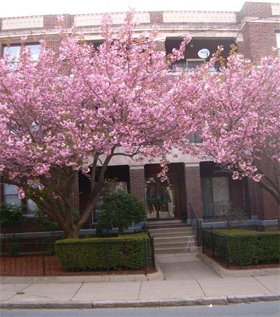 Front view of a multi-story brick building with blooming cherry blossom trees.