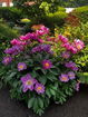 mamlspin/705f78cfb299865363db6beb3bfeb9c5.jpg?width=131&height=105&format3=webp