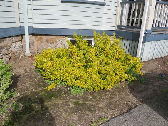Side view of a house with a stone foundation and light blue siding, partially obscured by yellow shrubs.