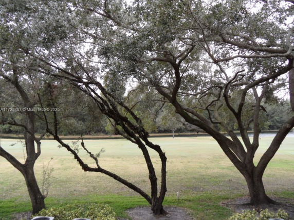 View through trees to a grassy area with a body of water in the background.