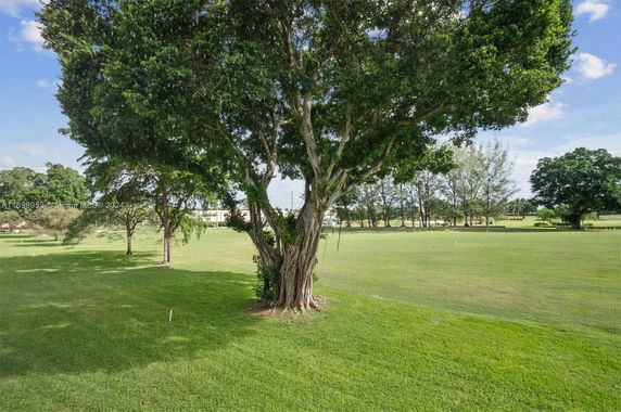 View of a grassy area with large trees and a clear sky.