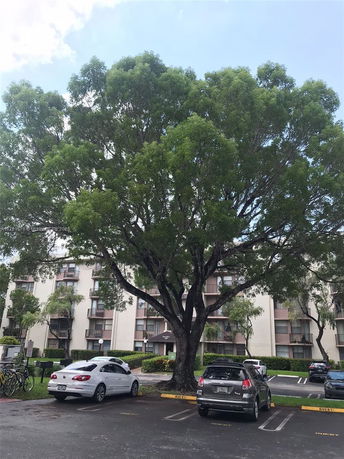 Outdoor parking area with cars in front of a multi-story building and large trees.