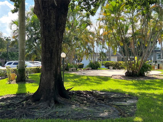 A tree and palm trees with a view of a house in the background.