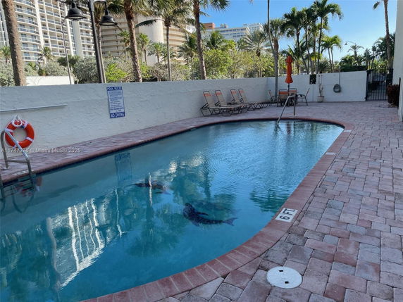 Outdoor swimming pool surrounded by lounge chairs and palm trees.