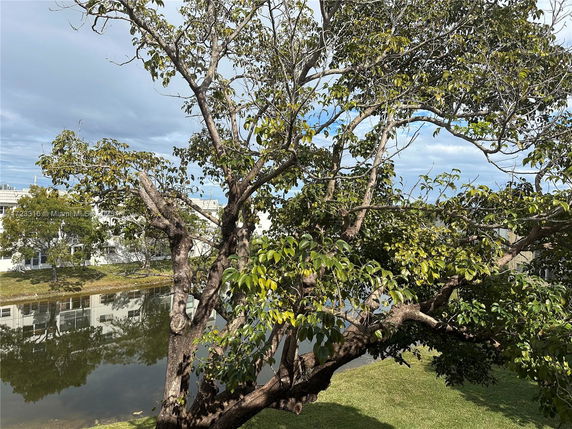 Trees and a water body with building reflections