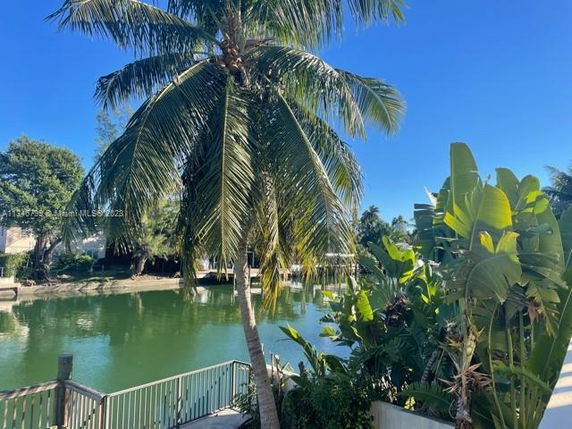 View of a palm tree and surrounding foliage near a waterway.