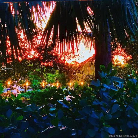 Dense foliage with palm and other trees at sunset.
