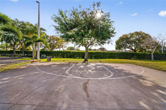 Outdoor basketball half-court with a hoop attached to a tree.