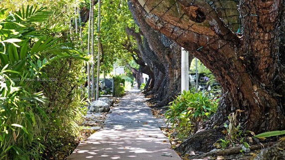Pathway surrounded by large trees and lush greenery.