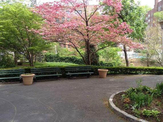 Outdoor area with benches and flowering trees.