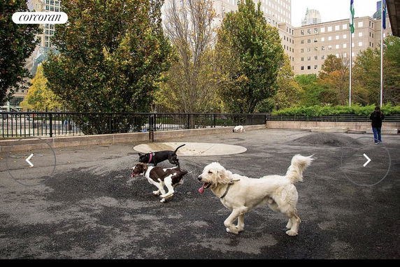 Outdoor area with dogs playing and buildings in the background.